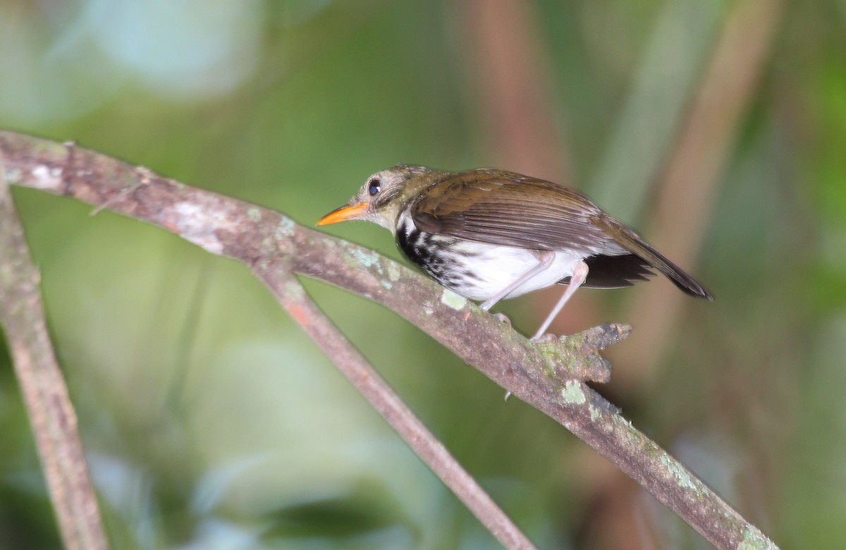 Southern Antpipit - ML25276321