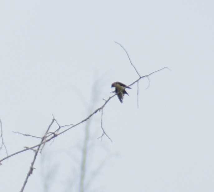 Red-rumped Swallow - ML252764011