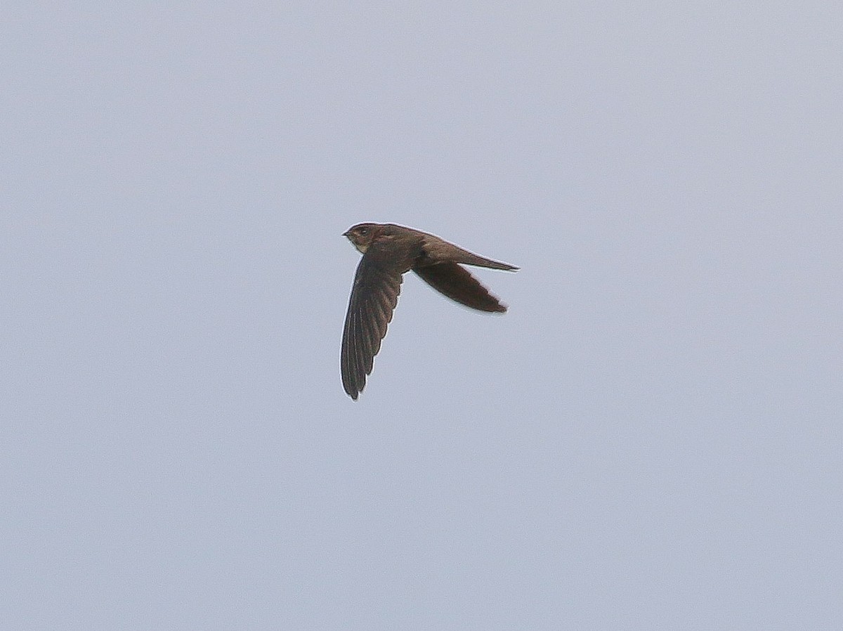 Asian Palm Swift - Neoh Hor Kee