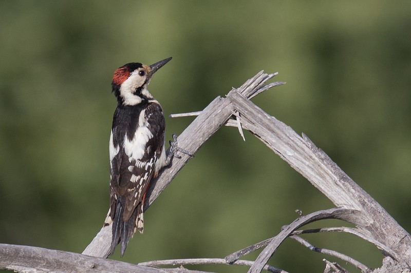 Sind Woodpecker - ML252765661