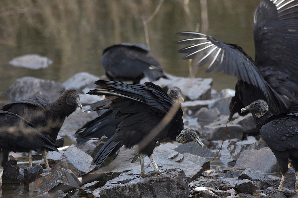 Black Vulture - ML25276571