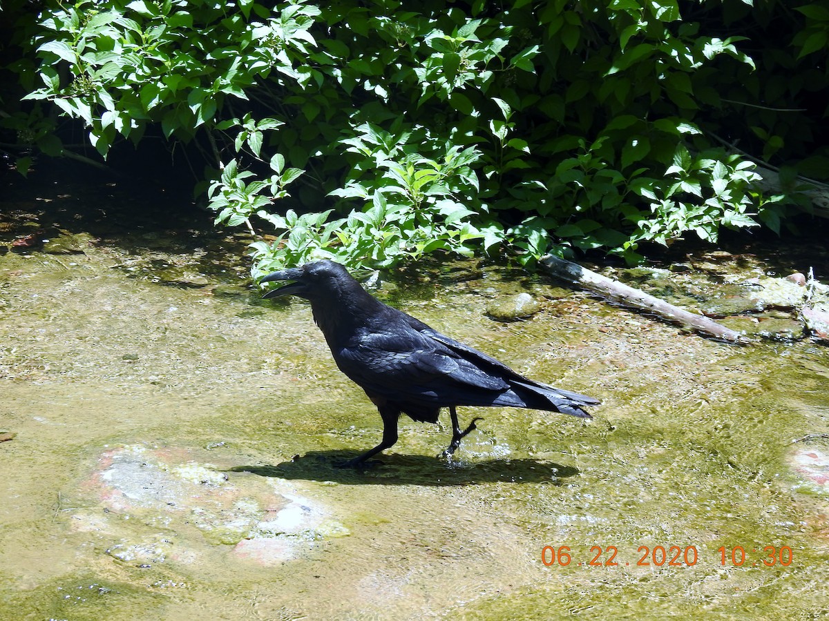 Common Raven - K.C. Anderson