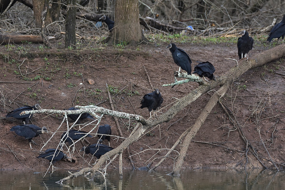 Black Vulture - Glenn Wyatt