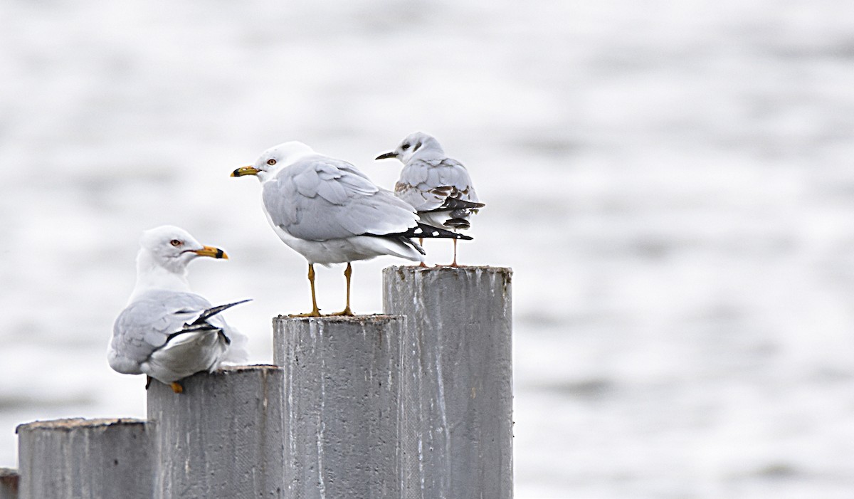 Ring-billed Gull - Glenn Wyatt