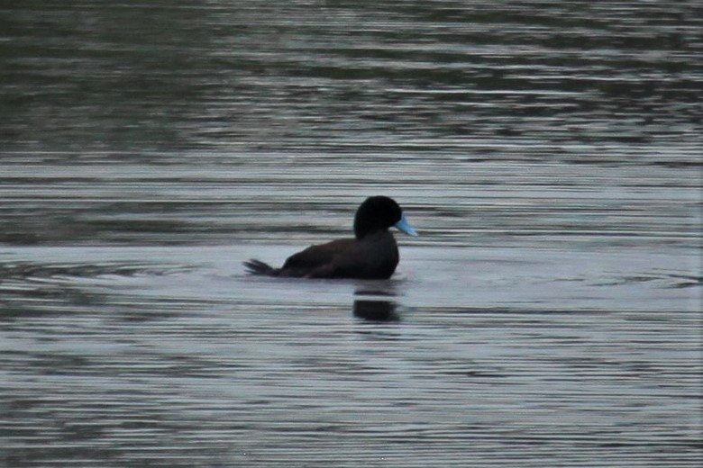 Blue-billed Duck - ML252767461