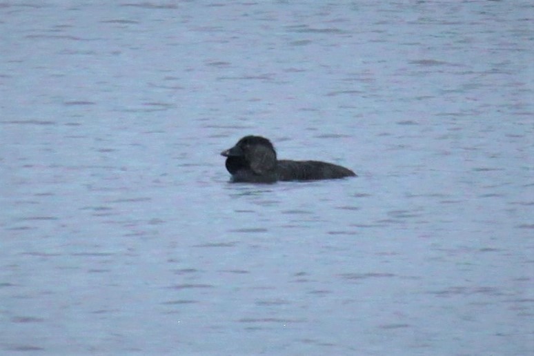 Musk Duck - ML252767811