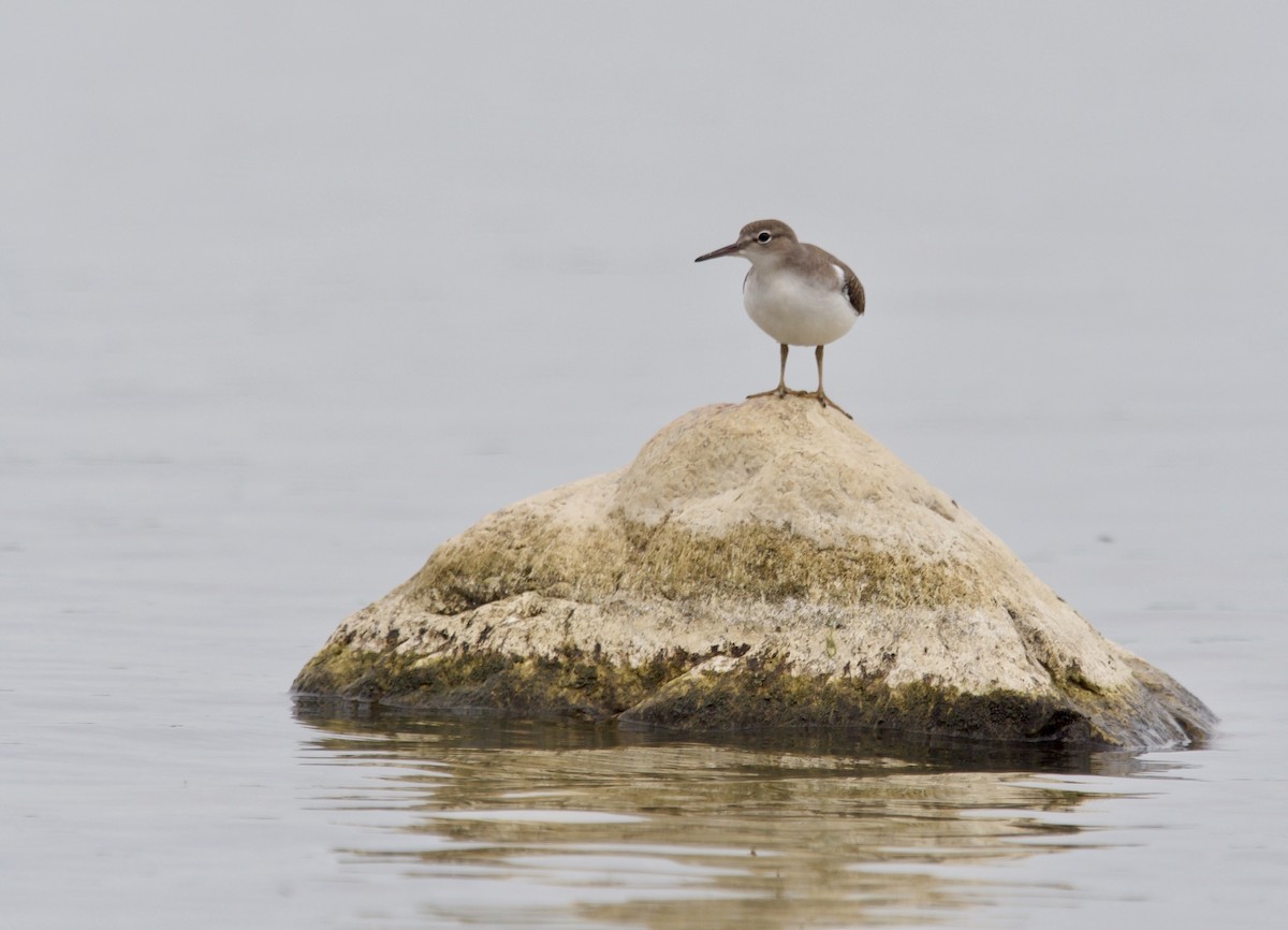 Spotted Sandpiper - Trevor Churchill