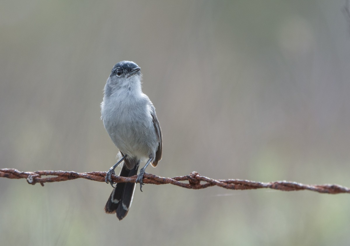 California Gnatcatcher - ML25277021