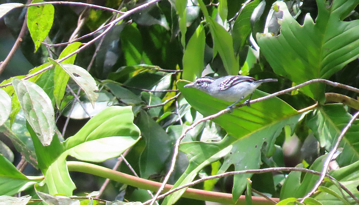 Spot-tailed Antwren - sylvain Uriot