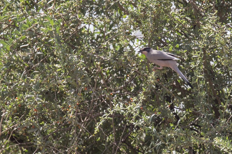 חיוורנית - ML252771671