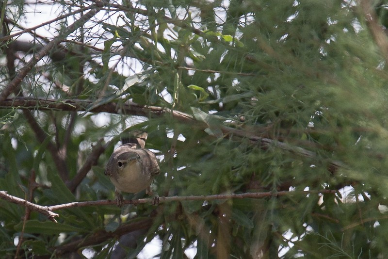 Menetries's Warbler - ML252771951