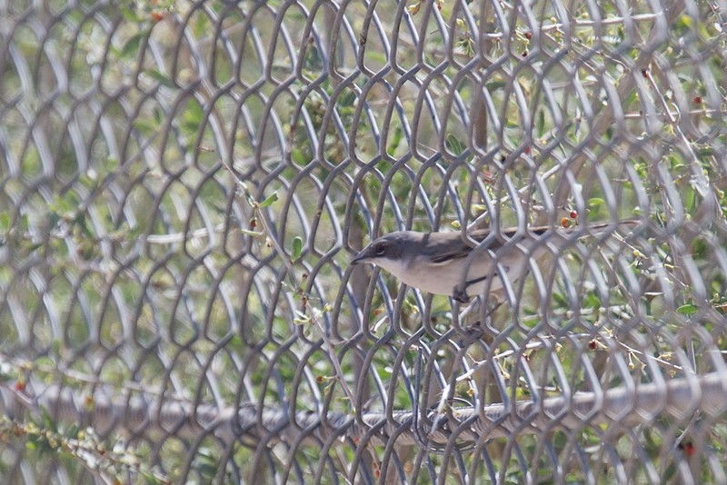 Lesser Whitethroat (Lesser) - ML252772131