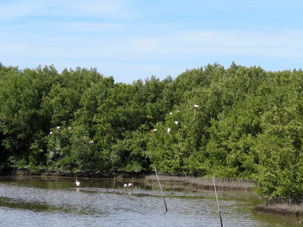 Roseate Spoonbill - ML25277221