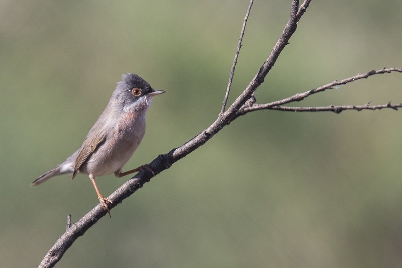 Menetries's Warbler - Robert Tizard