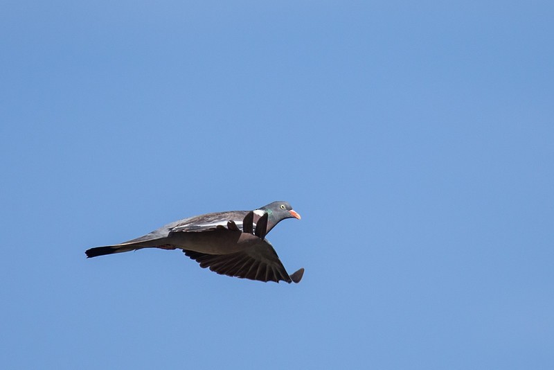 Common Wood-Pigeon - ML252772301