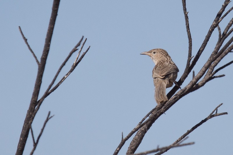 Afghan Babbler - ML252772331