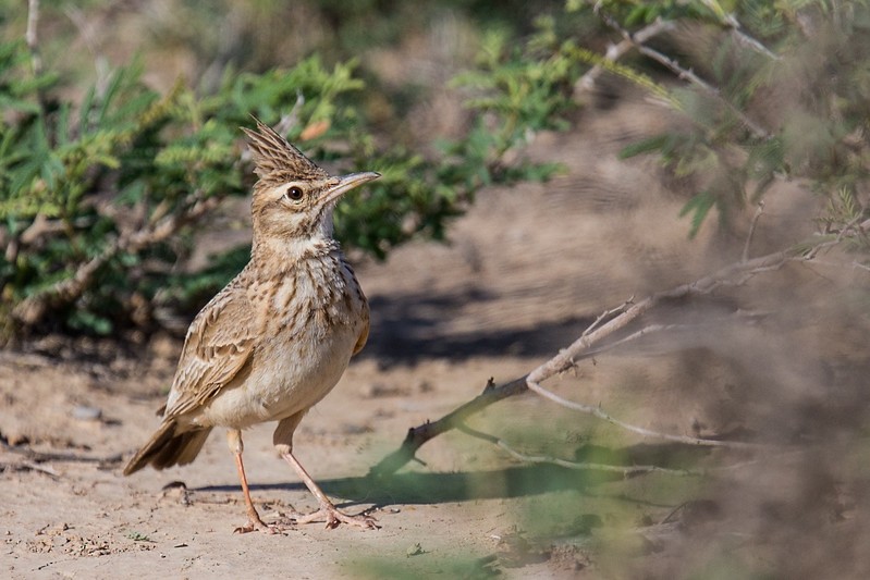 Crested Lark - Robert Tizard