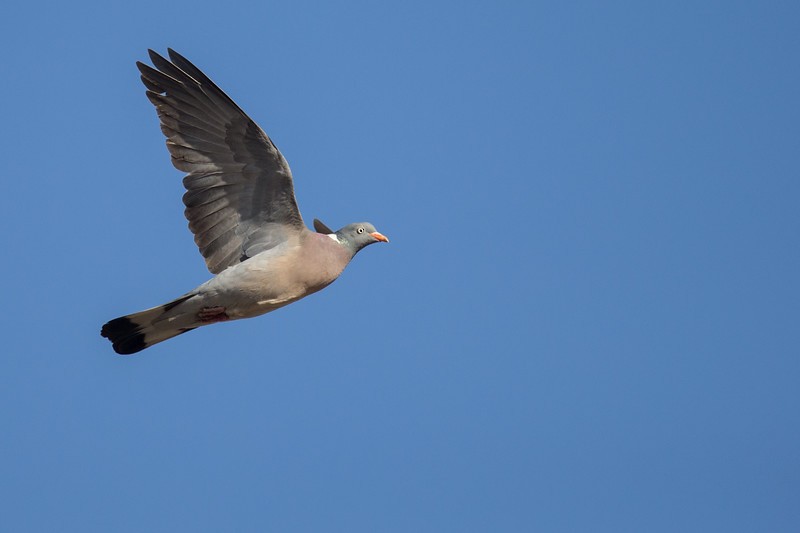 Common Wood-Pigeon - ML252772501