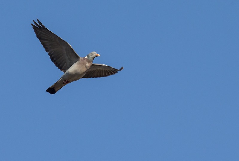 Common Wood-Pigeon - ML252772521