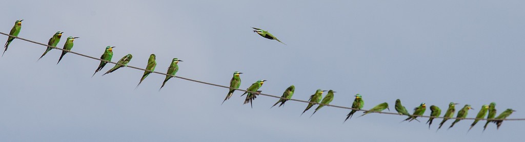 Blue-cheeked Bee-eater - Robert Tizard