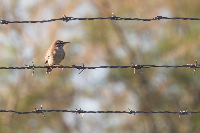 Rufous-tailed Scrub-Robin (Rufous-tailed) - ML252772661