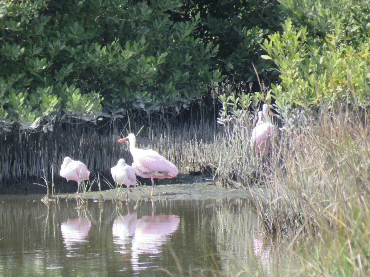 Roseate Spoonbill - ML25277281