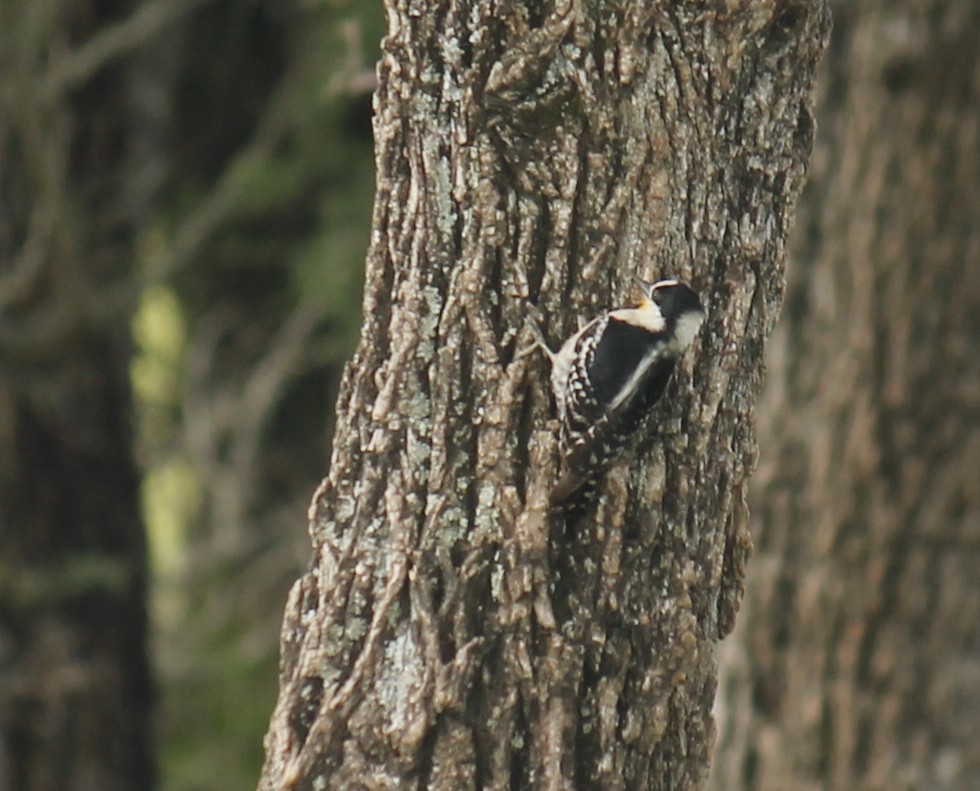 White-fronted Woodpecker - ML252773161