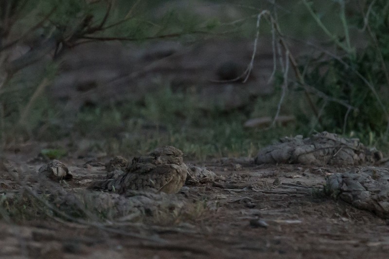 Egyptian Nightjar - ML252773281