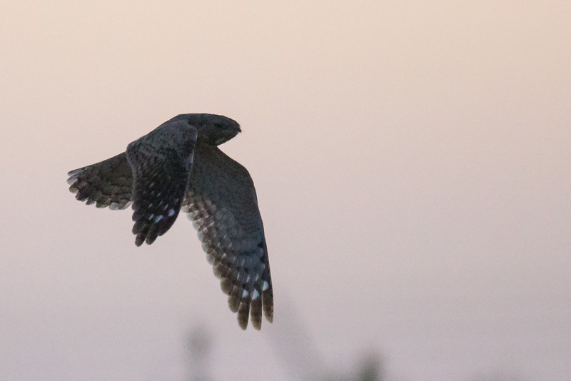 Egyptian Nightjar - ML252773301