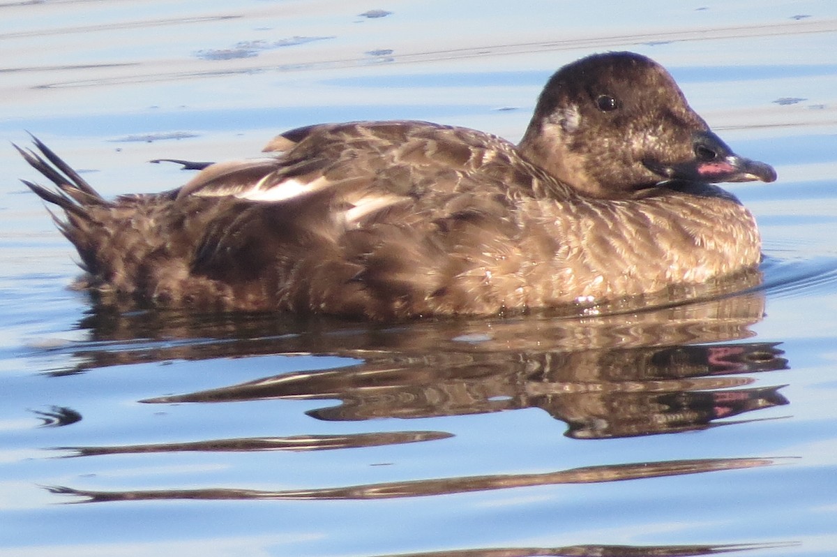 White-winged Scoter - ML252773631