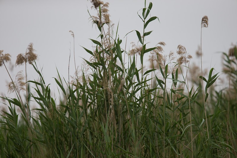 Clamorous Reed Warbler - ML252773861