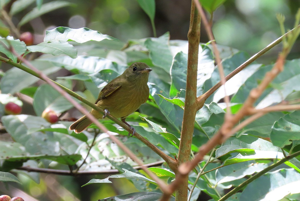 McConnell's Flycatcher - ML252774361