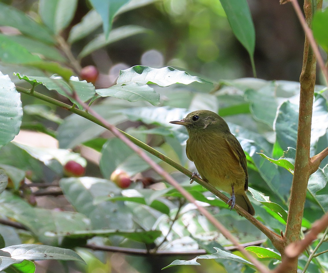 McConnell's Flycatcher - ML252774371