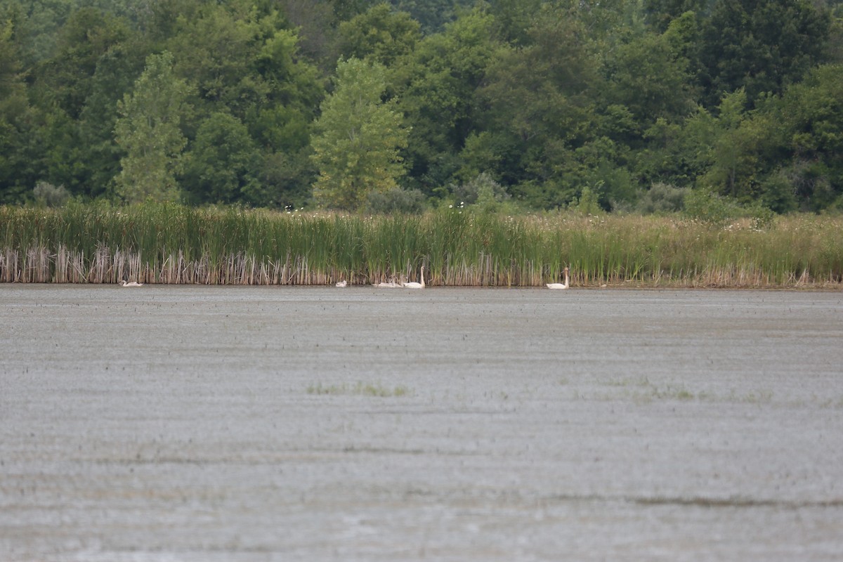 Trumpeter Swan - ML252775841