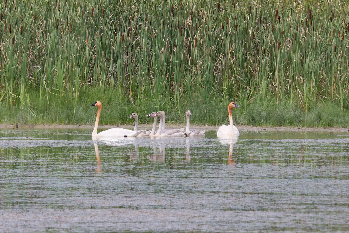 Trumpeter Swan - ML252776221