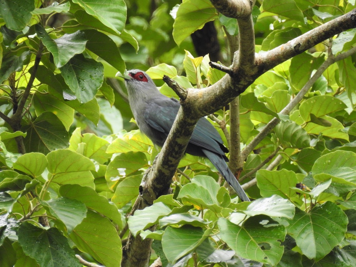 Green-billed Malkoha - Andy Lee