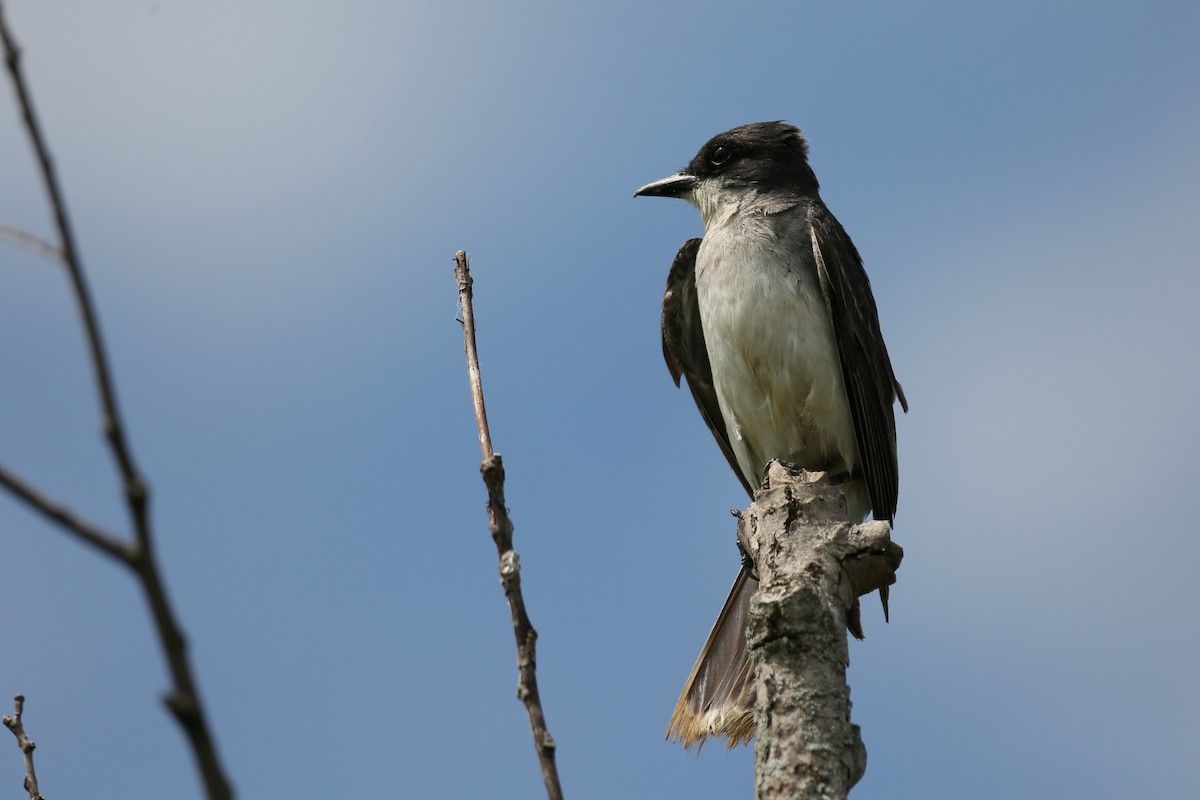 Eastern Kingbird - ML252777541