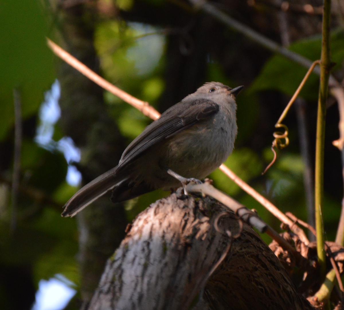 Tufted Titmouse - ML252777591