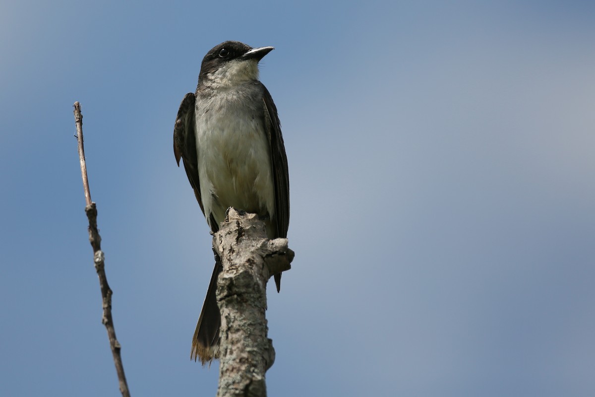 Eastern Kingbird - ML252777661