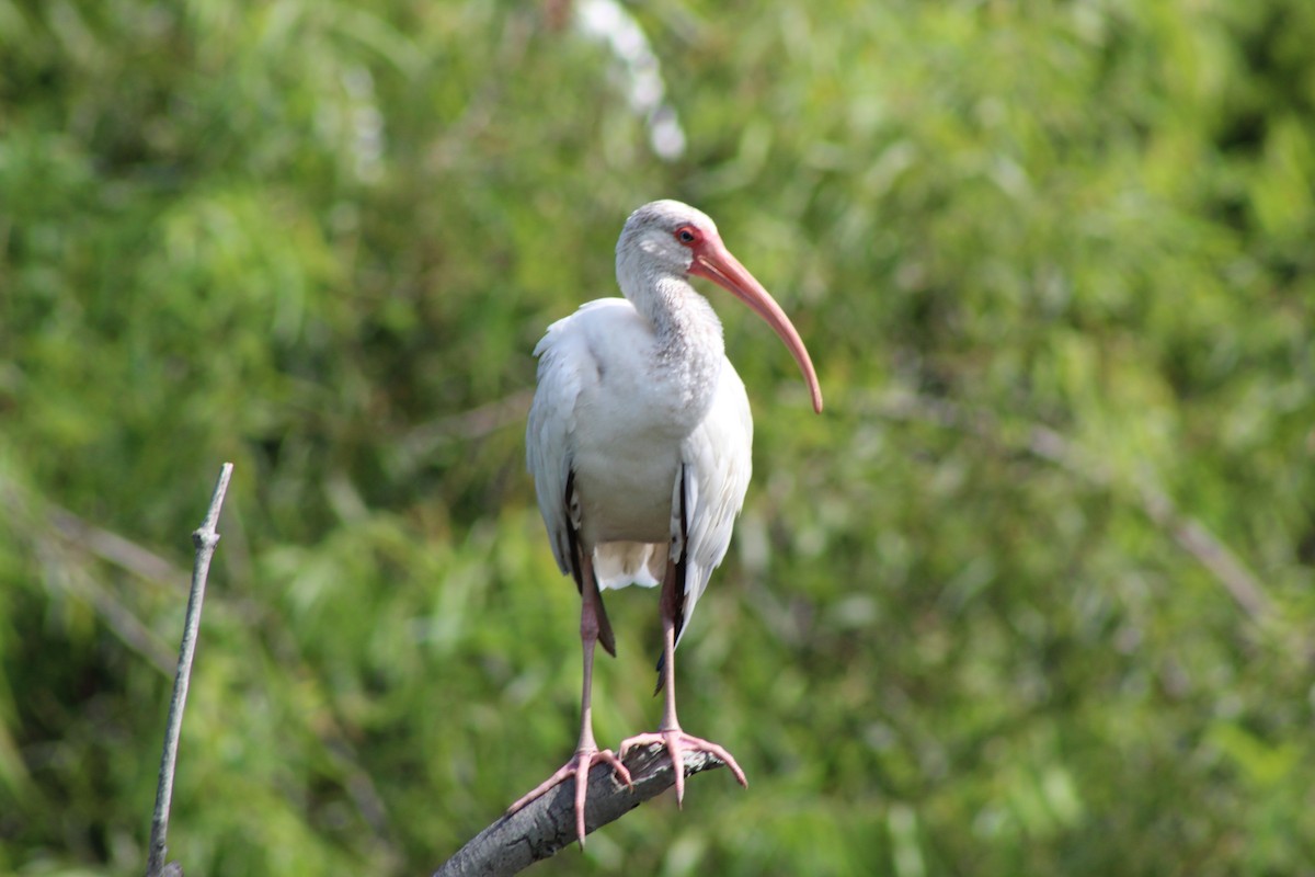 ibis bílý - ML252777741