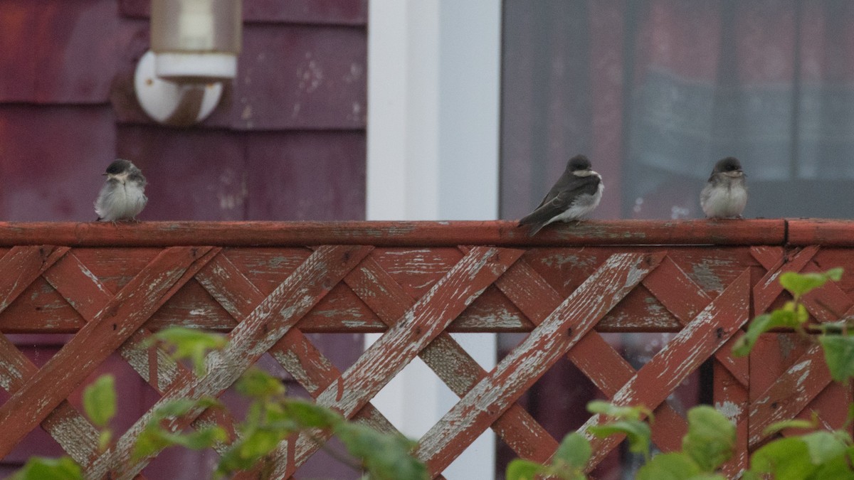 Tree Swallow - Detcheverry Joël