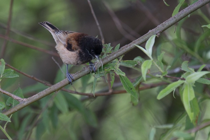 Black-headed Penduline-Tit - ML252779201