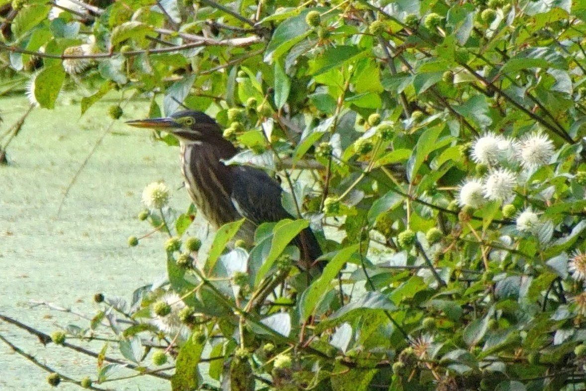 Green Heron - ML252780321