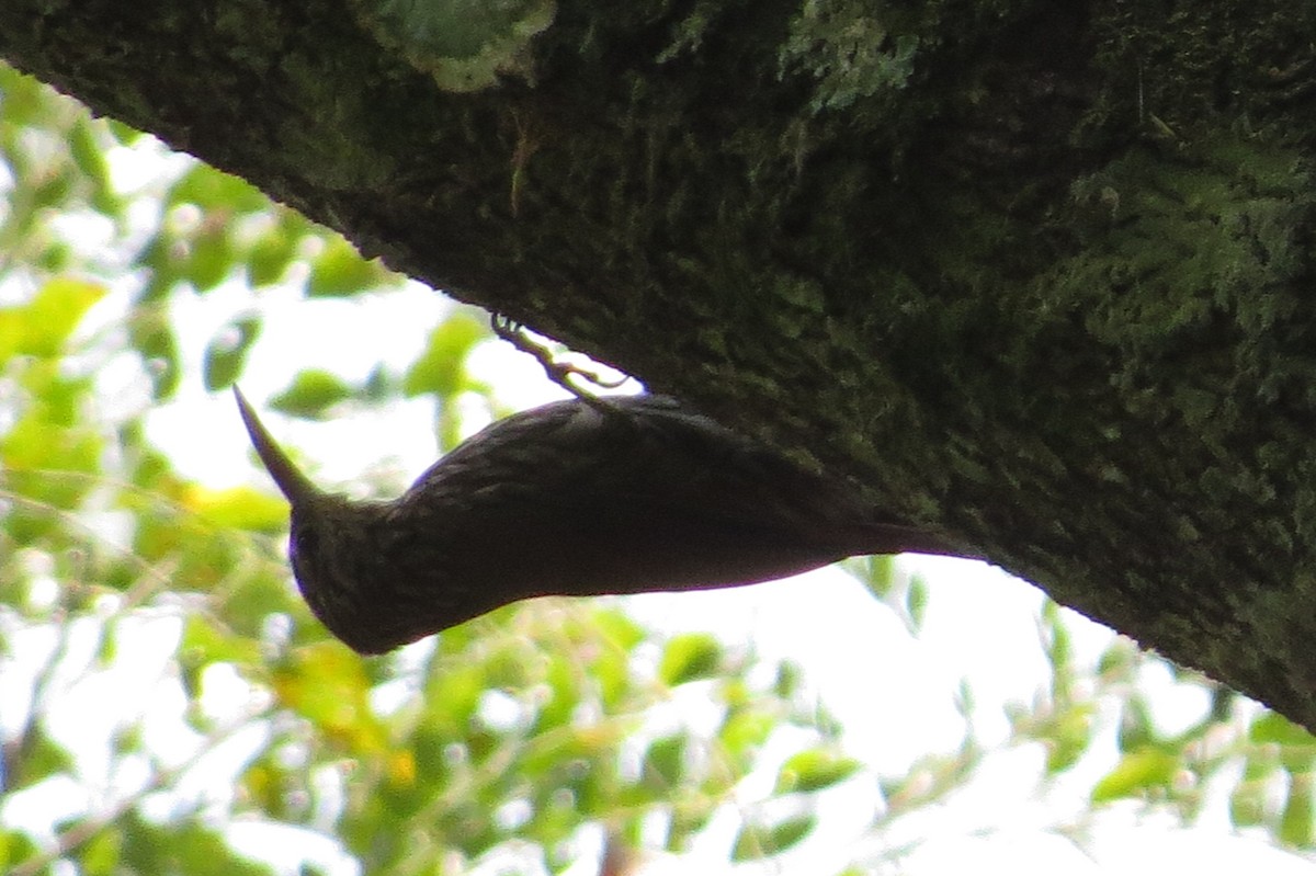 Montane Woodcreeper - ML25278151