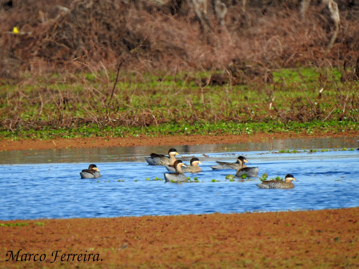 Silver Teal - Marco  Ferreira