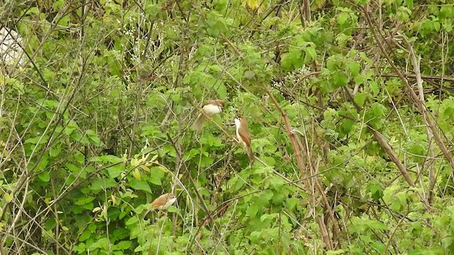 Yellow-eyed Babbler - ML252782611