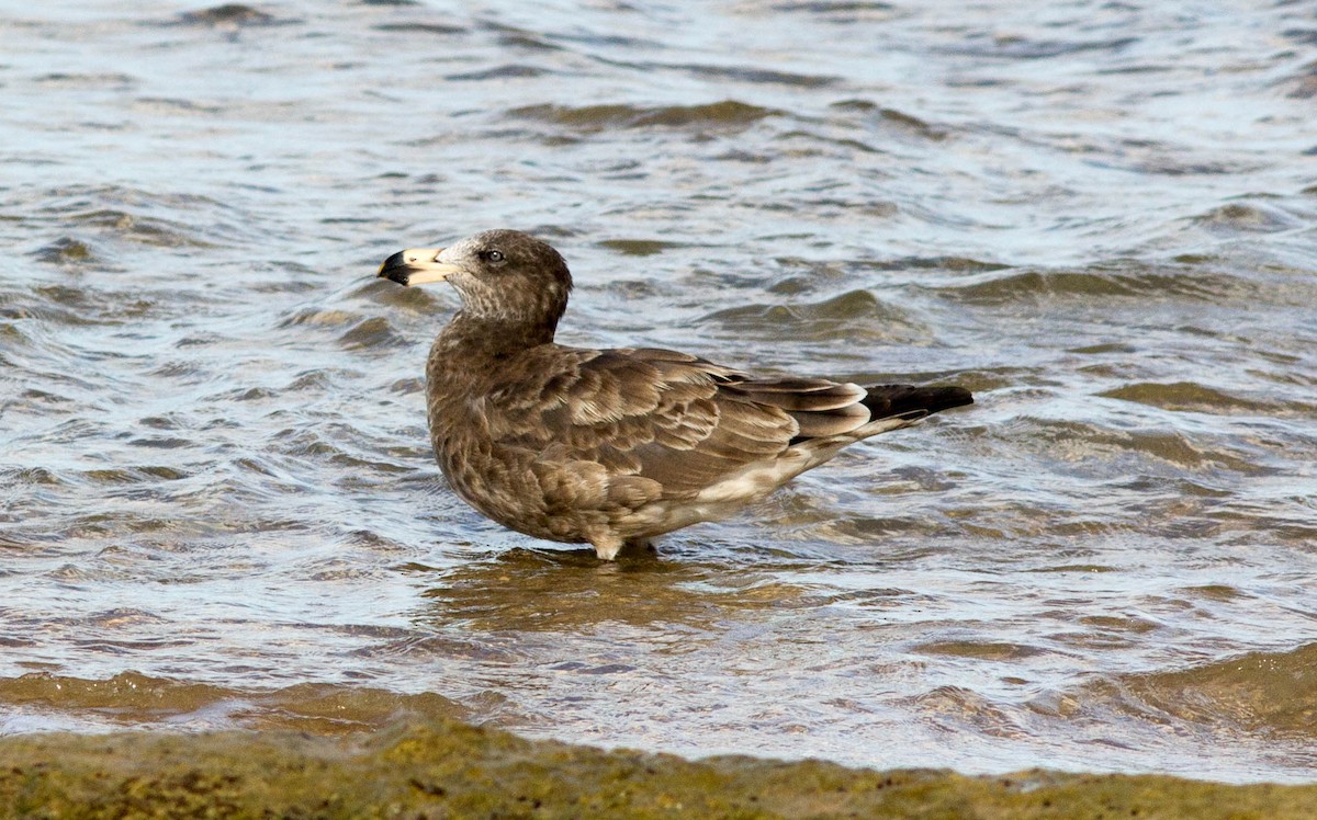 Pacific Gull - ML25278511