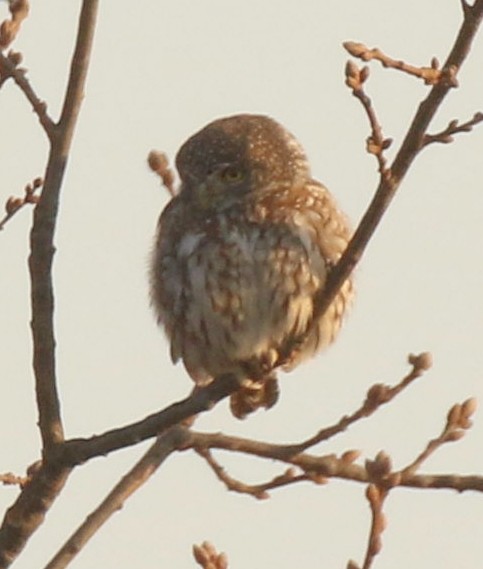Pearl-spotted Owlet - Marna Buys