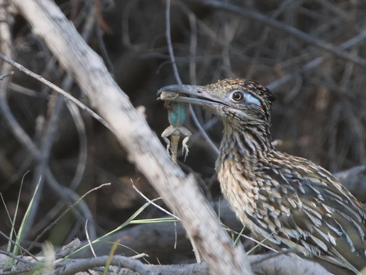 Greater Roadrunner - ML252785521