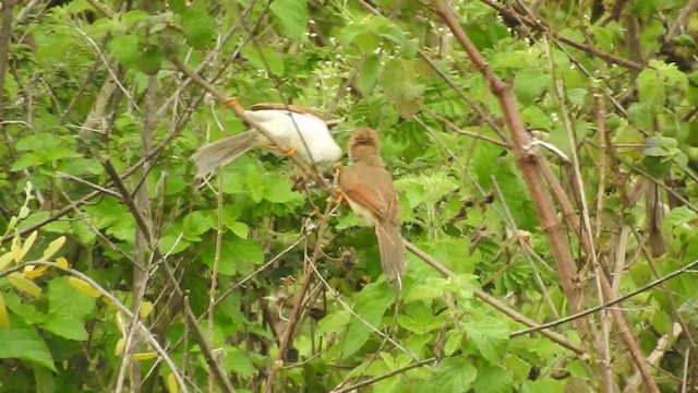 Yellow-eyed Babbler - ML252785681